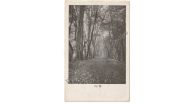 Germany WWI Propaganda Postcard Trees by the Sides of the Road, Occupied France